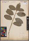 Foto von Salix caprea L.